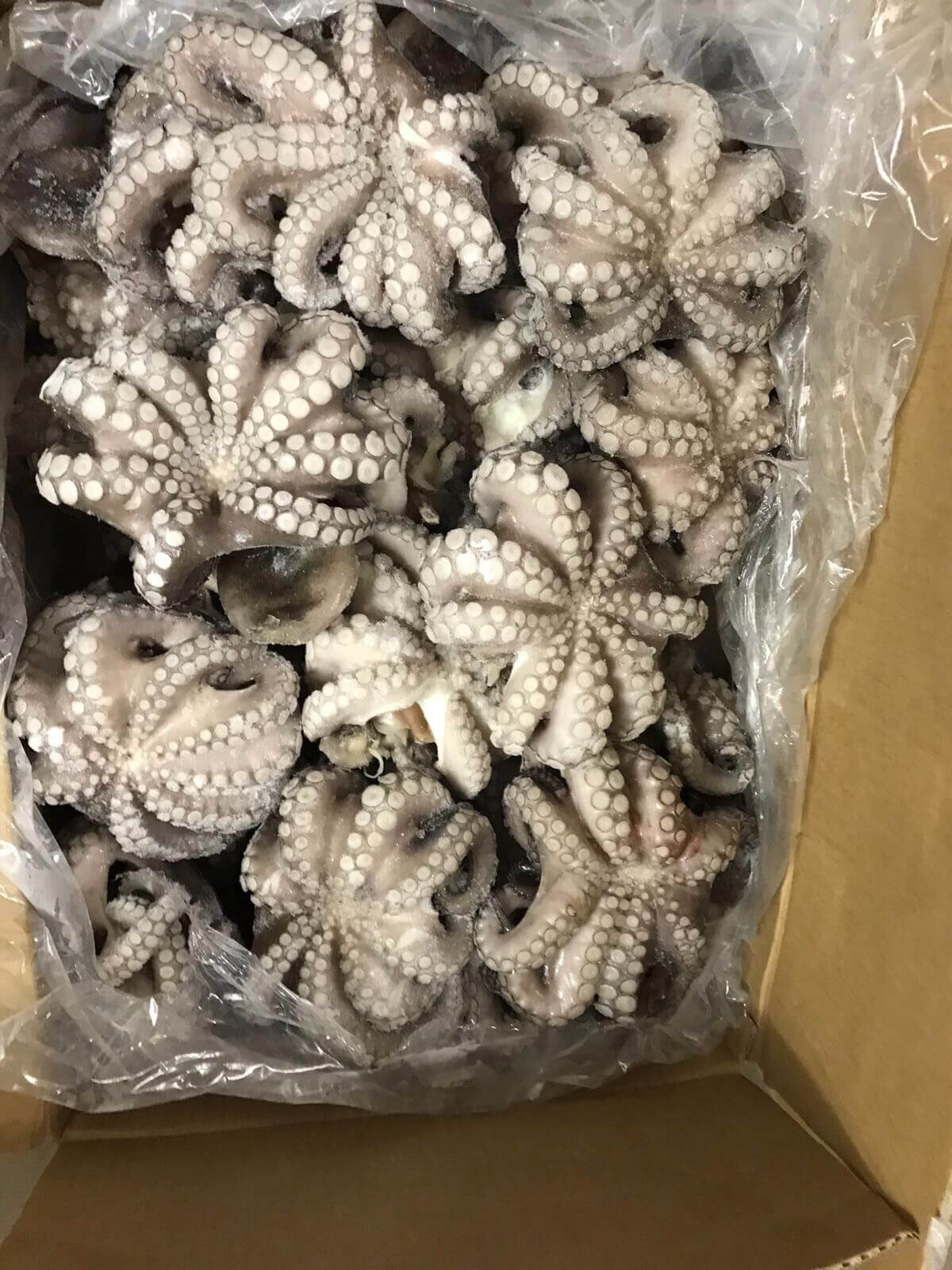 Octopus 1