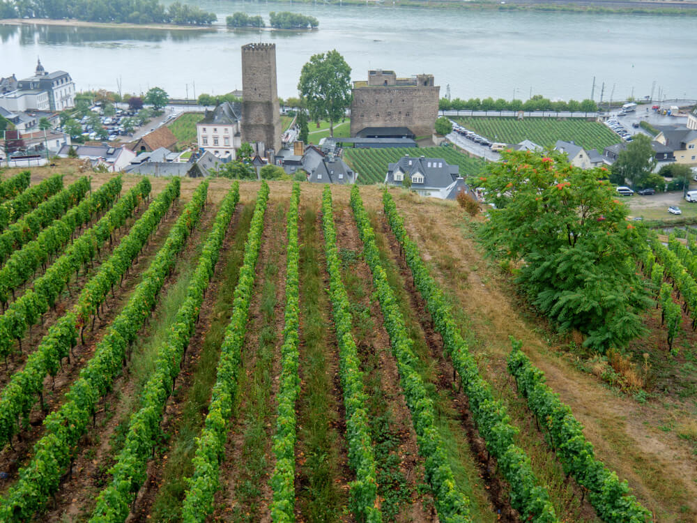 the village of ruedesheim at the river rhine