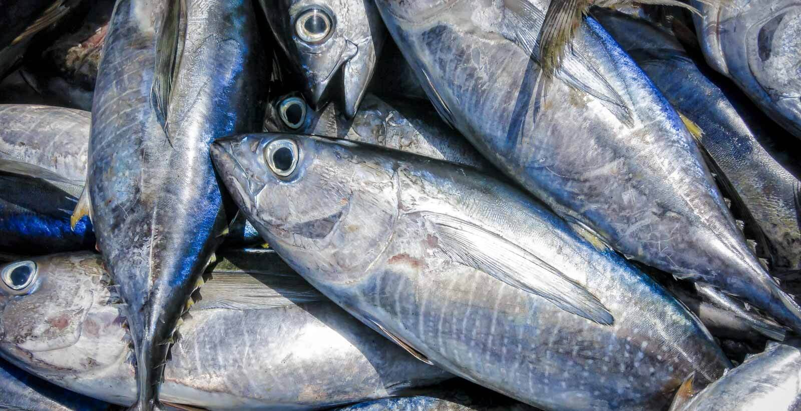 tuna05