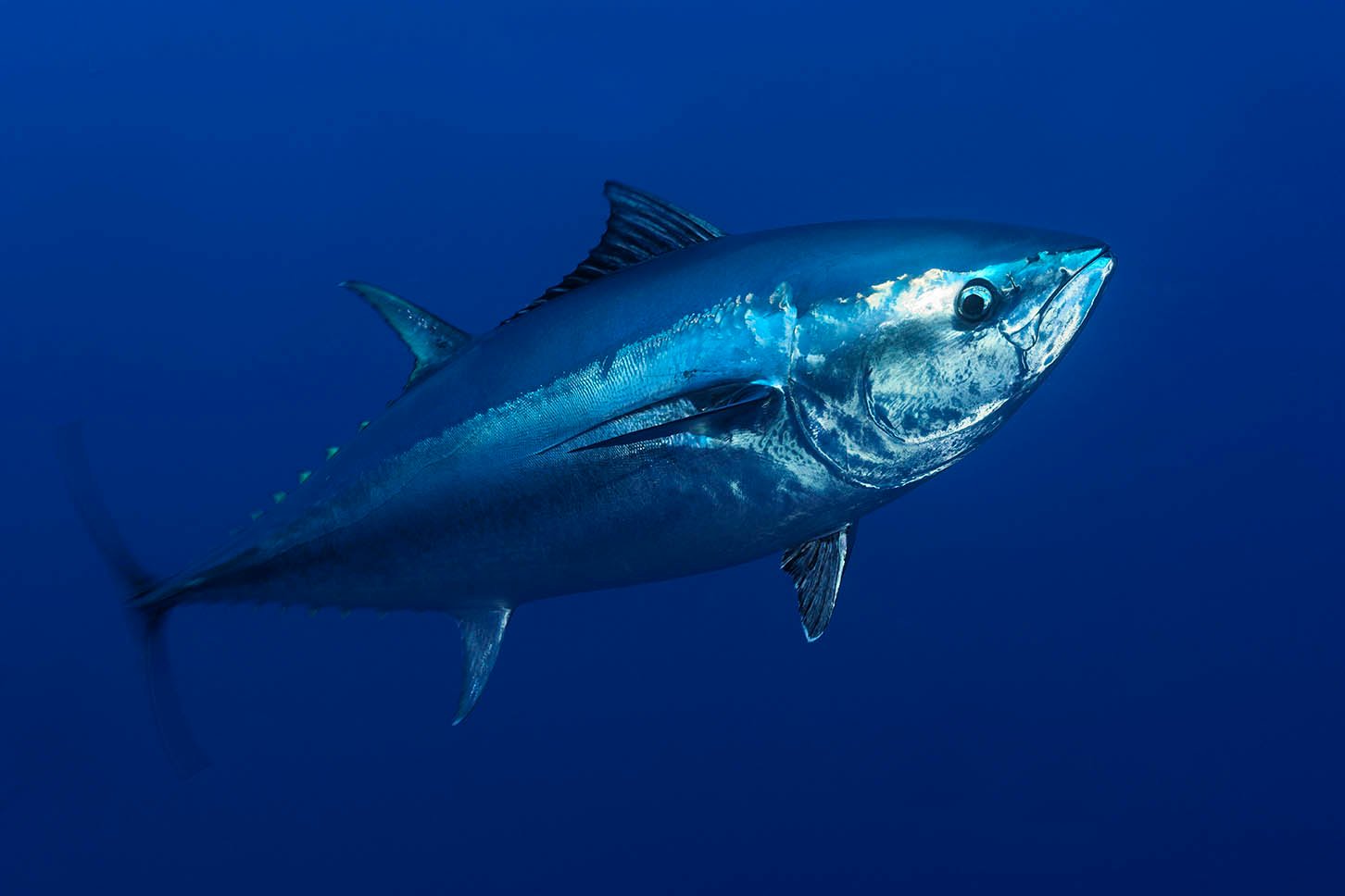 tuna06