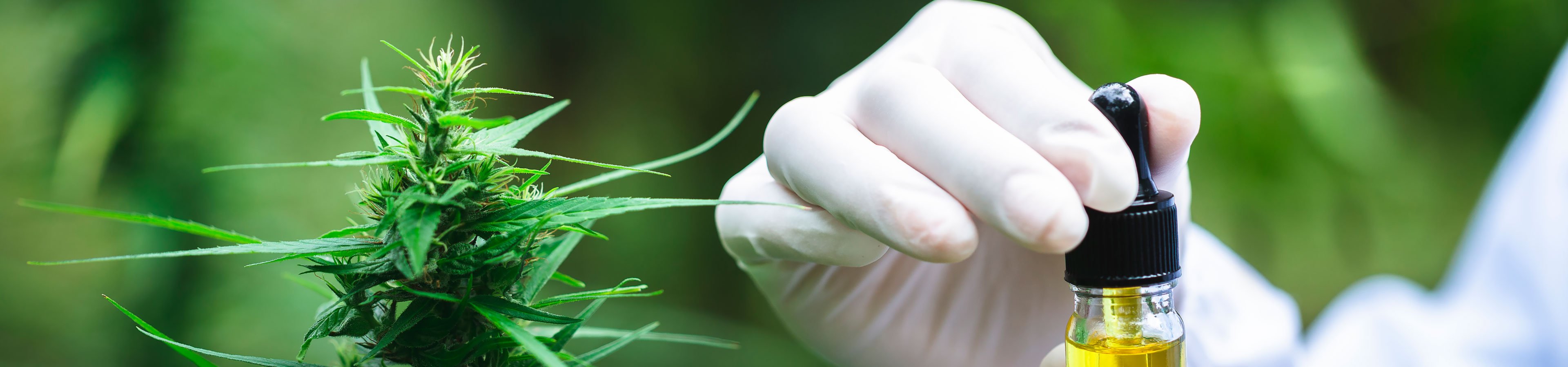 medical_hemp