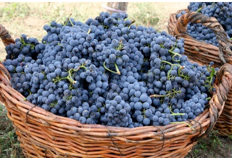 grapes