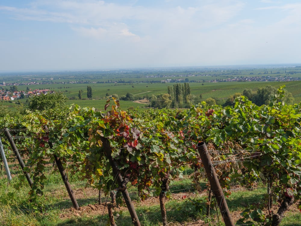 vineyards in germany